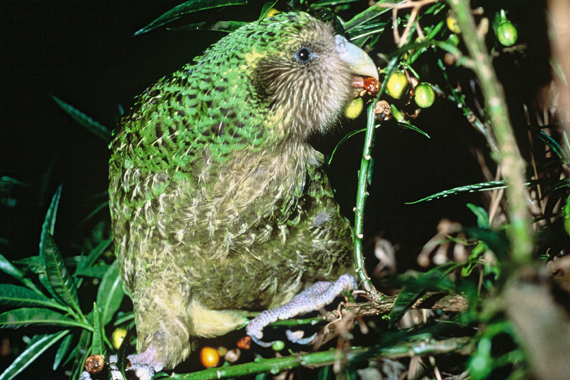Den ekstremt utrydningstruede kakapo-papegøyen har sitt beste avlsår noensinne