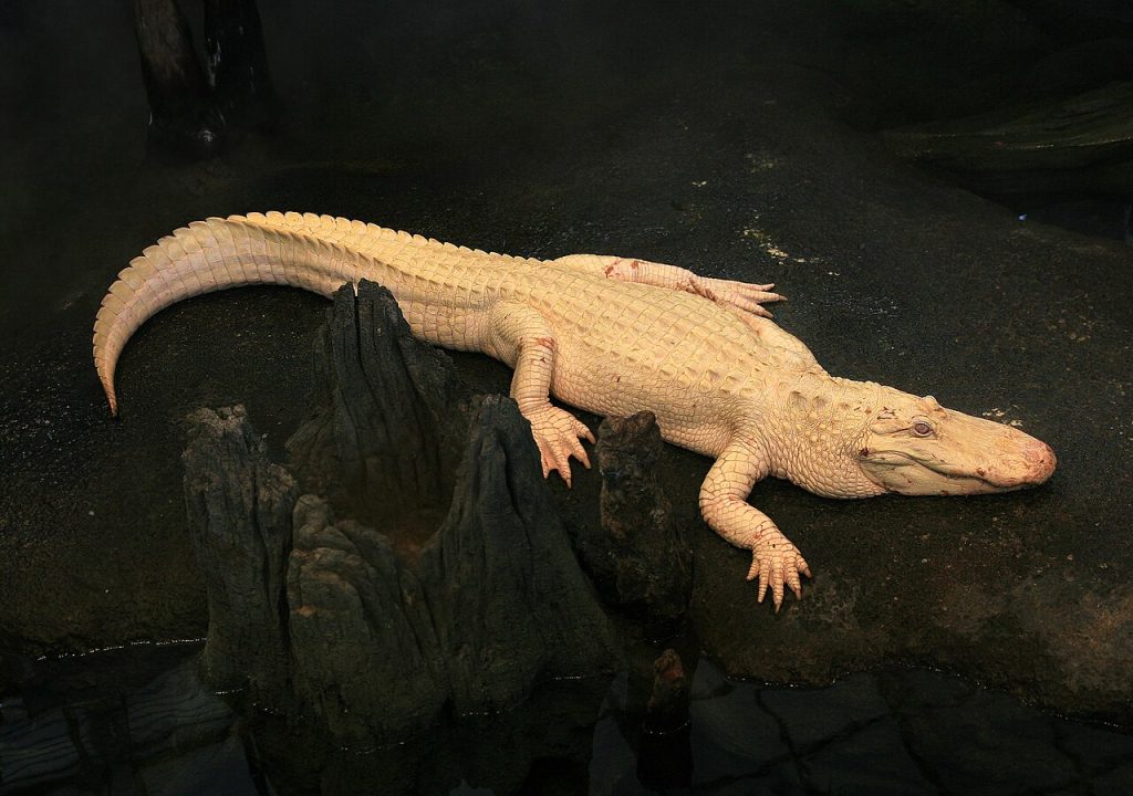 Albinovariant av amerikansk alligator. Foto: Brocken Inaglory / CC BY-SA 3.0.
