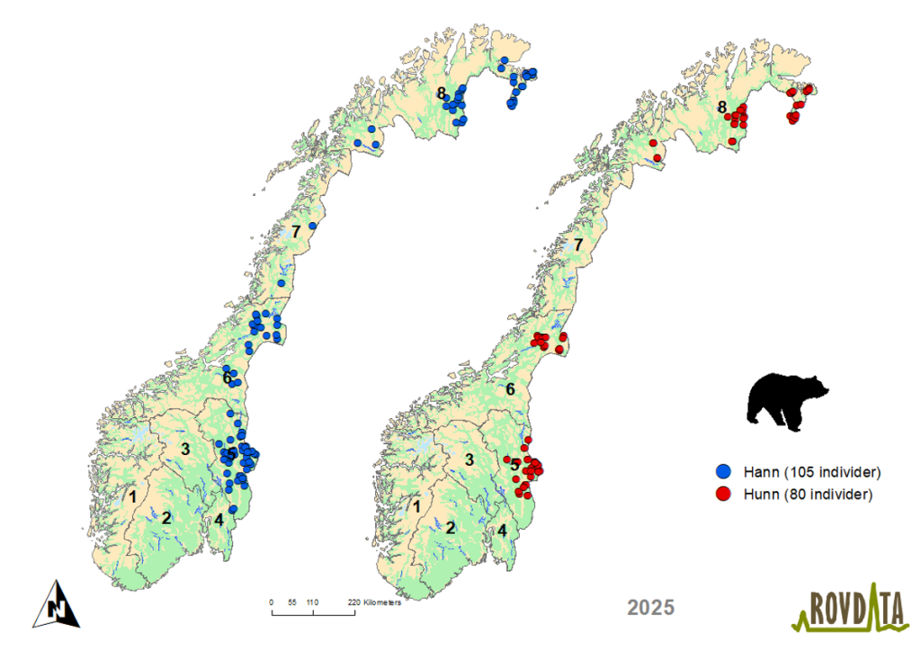 Bjørner som er påvist i Norge i 2025. Illustrasjon av Rovdata: https://rovdata.no/Brunbj%C3%B8rn/Kartogfigurer.aspx. 