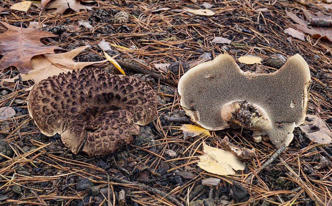 Furuskjellpigg