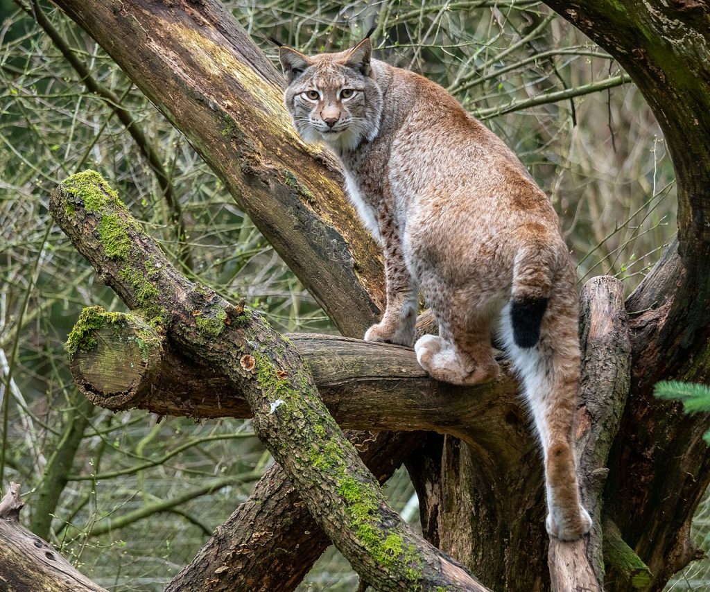 Gaupe. Her fra Wildpark Schwarze Berge. Foto: JoachimKohler-HB / CC BY-SA 4.0.