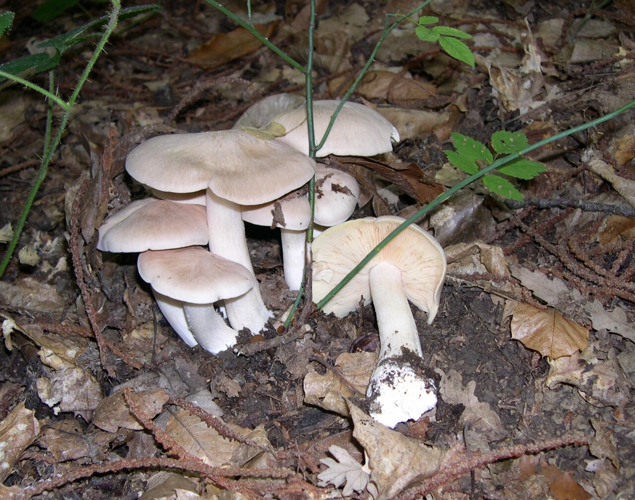 Giftrødspore