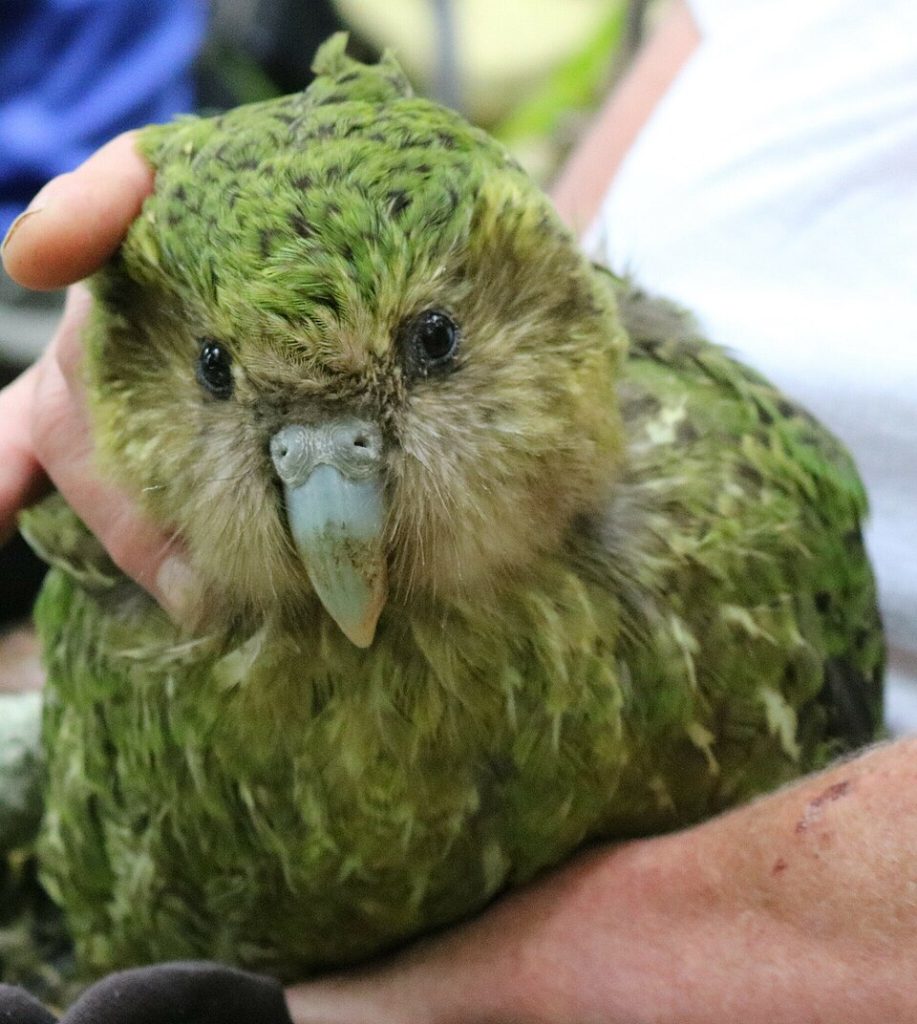 Kakapo. Foto: Oscar Dove / CC BY 4.0.