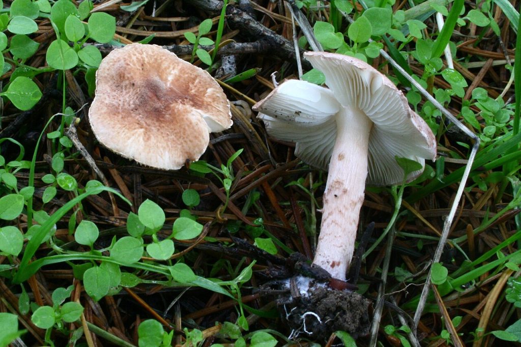 Kjøttbrun parasollsopp. Foto: Richard Daniel / CC BY-SA 3.0. 