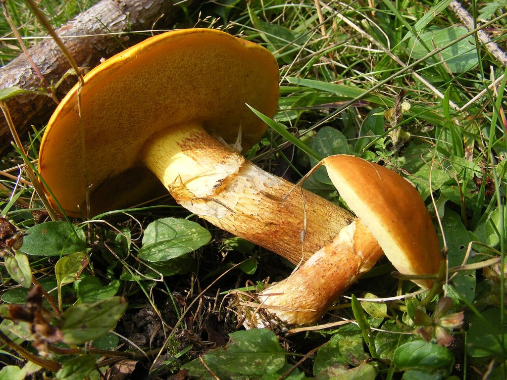 Lerkesopp. Foto: Szabi237 / CC BY 3.0. 