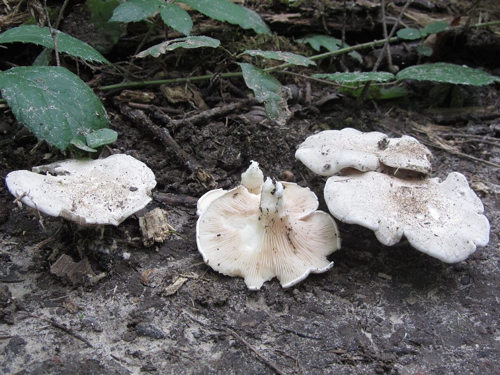 Melsopp. Foto: Strobilomyces / CC BY-SA 3.0.
