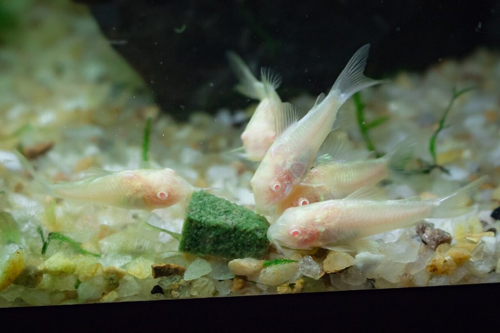 Albinovariant av akvariefisken metallpansermalle (Osteogaster aenea). Foto: Gabriel Resende Veiga / CC BY-SA 4.0.