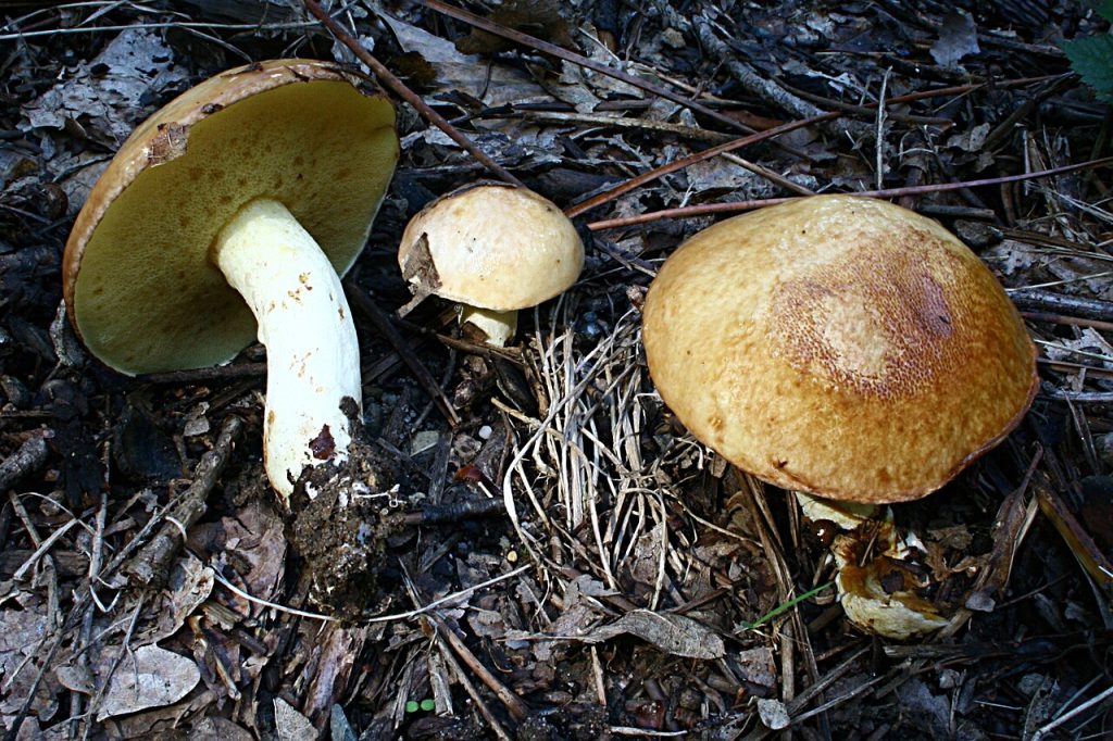 Ringløs smørsopp. Foto: Strobilomyces / CC BY-SA 4.0. 