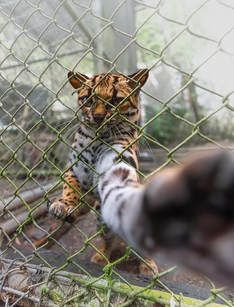 Tilcayotigerkatt. Her fra individet som er i fangenskap. Foto: Alessandro Verniani / CC BY-SA 4.0.