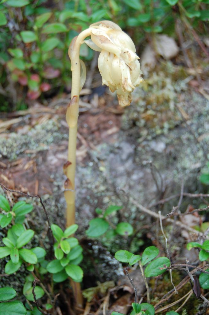 Vaniljerot mangler klorofyll, og dermed den vanlige grønnfargen til planter. Foto: Nicklas Iversen.