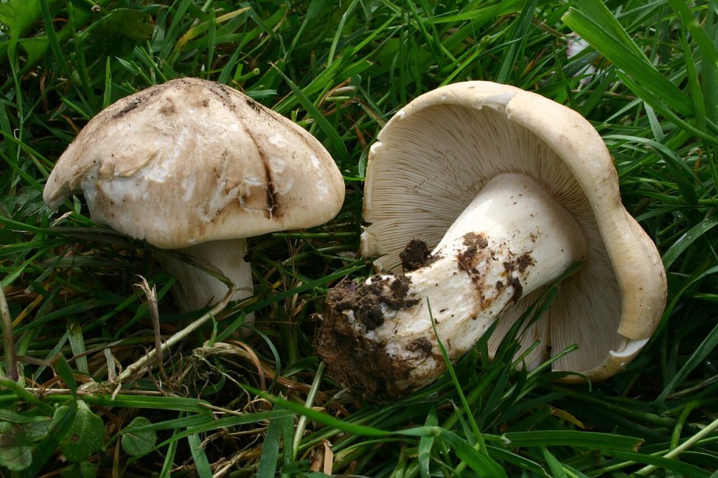 Vårfagerhatt. Foto: Strobilomyces / CC BY-SA 4.0. 
