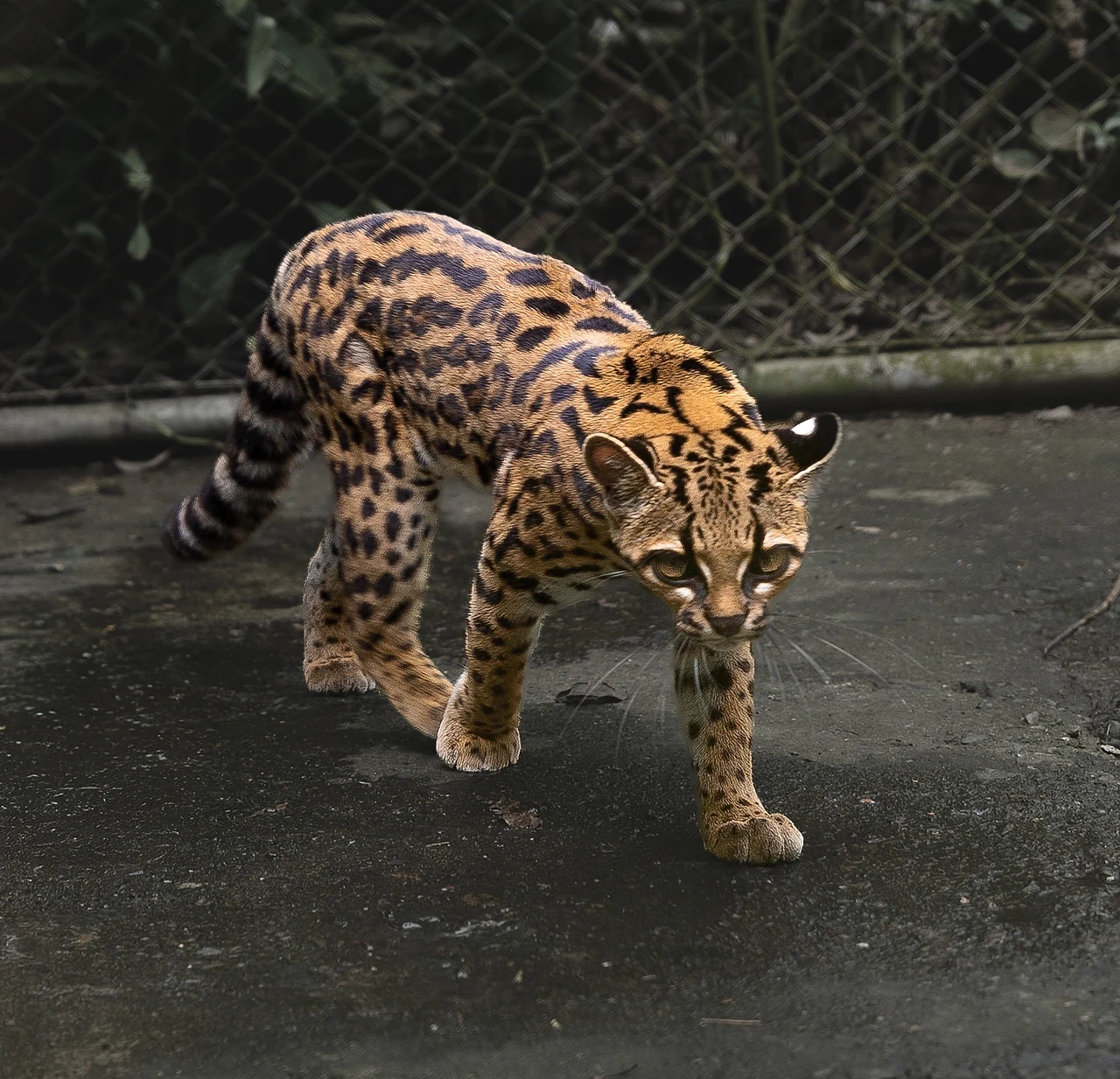 En ny katt er oppdaget i tåkeskogen i Bolivia