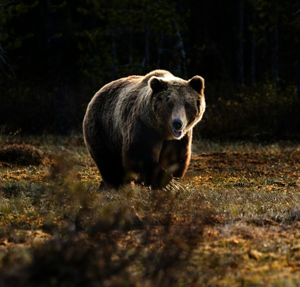 Brunbjørn. Her fra Finland. Foto: Zdeněk Macháček. 