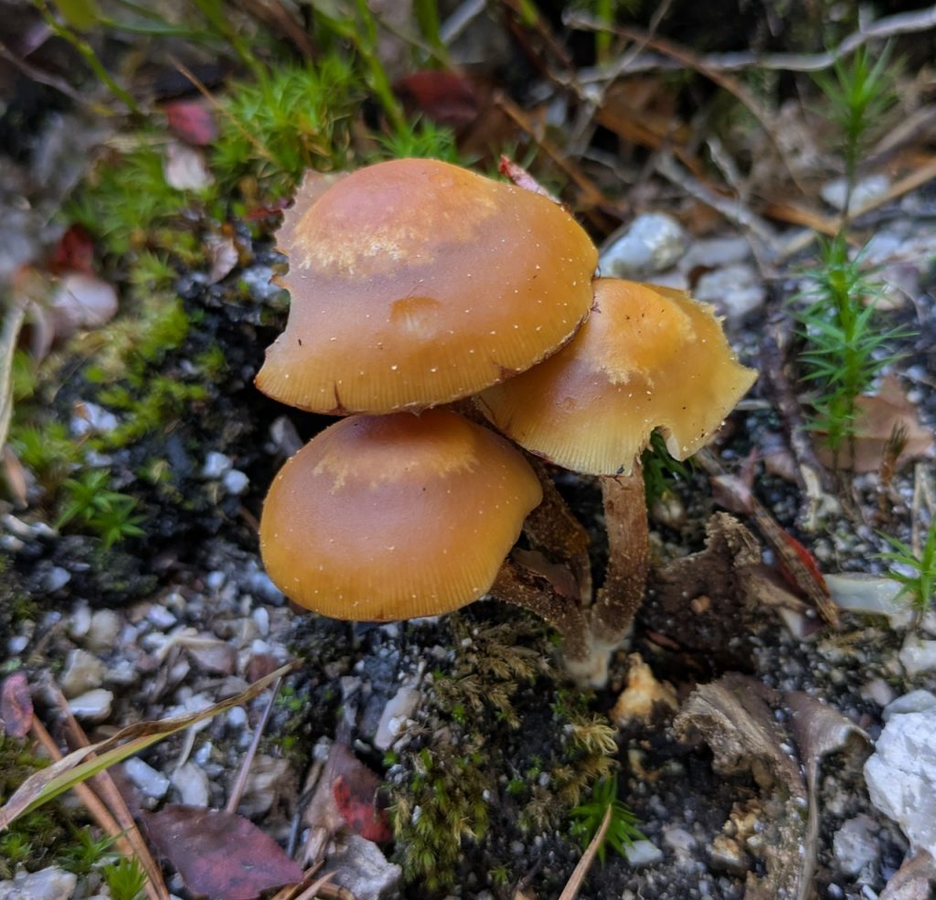 Stubbeskjellsopp som vokser på en liten treflis. Foto: Nicklas Iversen. 