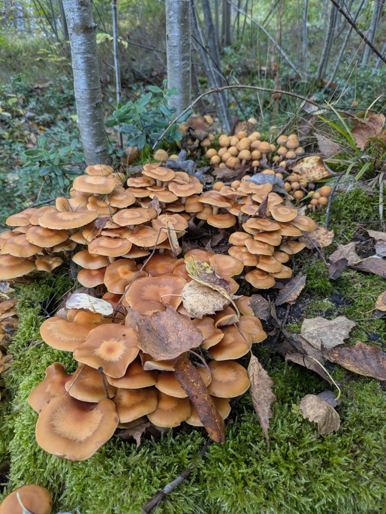Store mengder stubbeskjellsopp på en trerot. Foto: Nicklas Iversen.