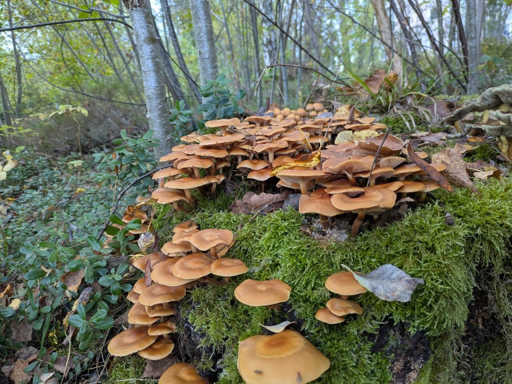 Store mengder stubbeskjellsopp på en trerot. Foto: Nicklas Iversen.