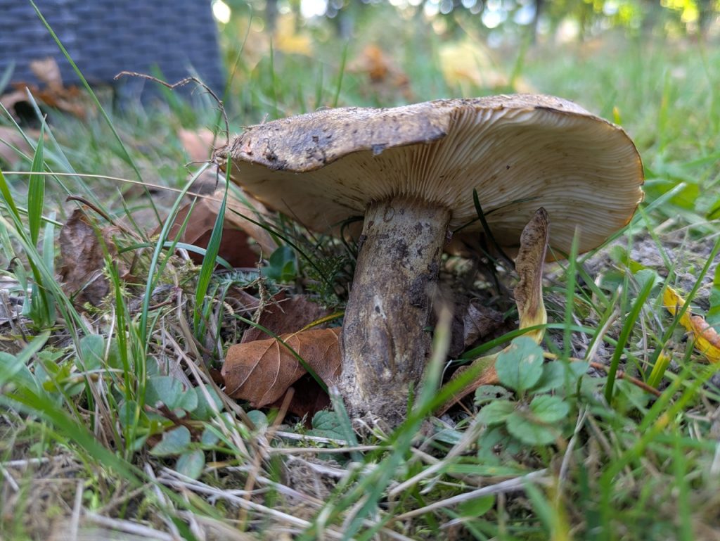 Svartriske. Foto: Nicklas Iversen.